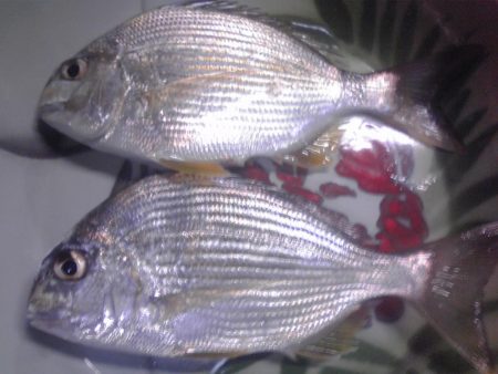 ヘダイ（20㎝）2匹のみ